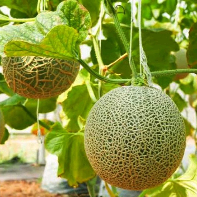 10 bibit/benih biji melon hijau madu super menis