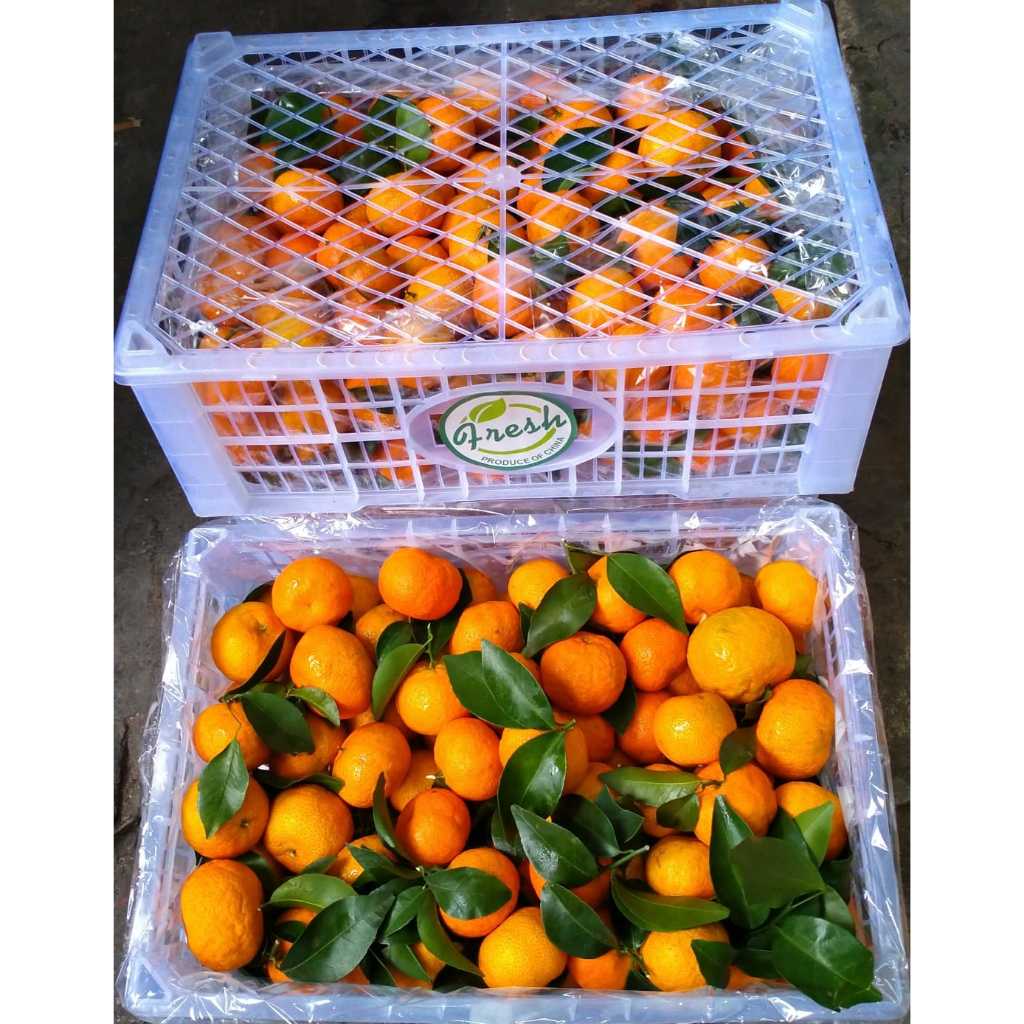 

Jeruk shanthang tangerin berat 6kg/1kranjang