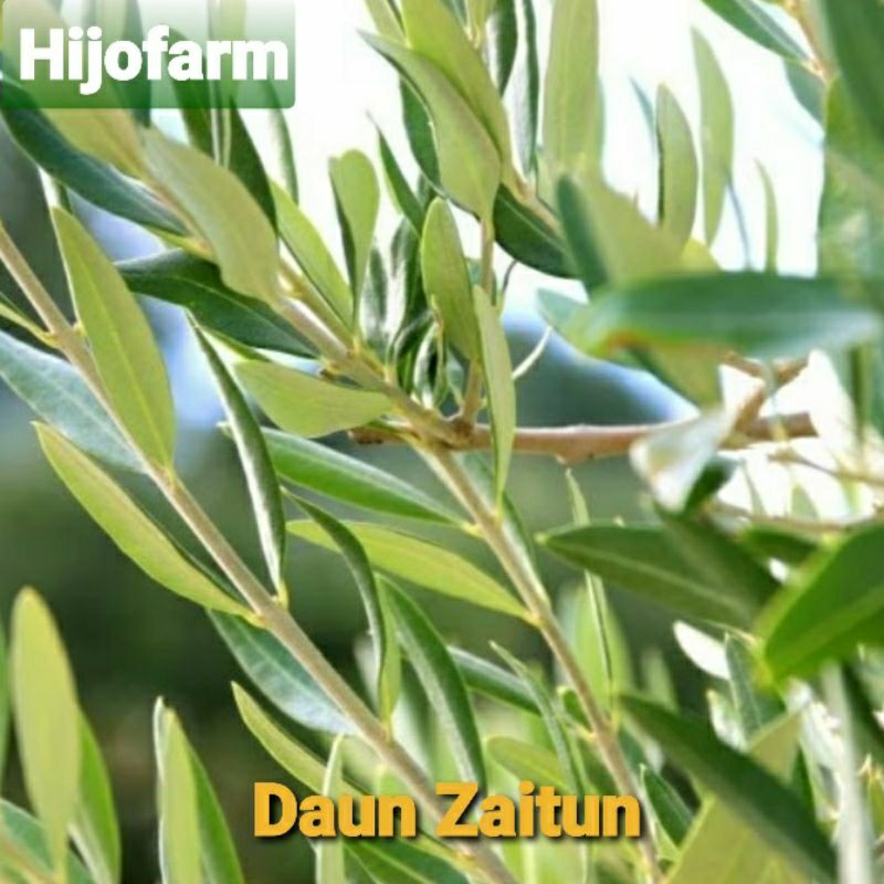 

Daun Zaitun Segar 10 Gr