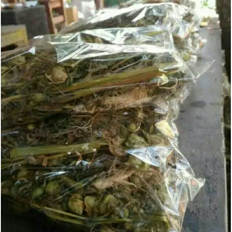 

Daun ciplukan cecendet kering alami