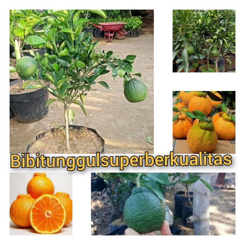 BIBIT TANAMAN JERUK DEKOPON JEPANG BERBUAH