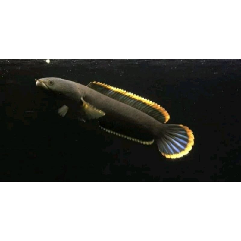 LIMBATA WC LAWU UKUR 10/19 CM RIM TEBAL