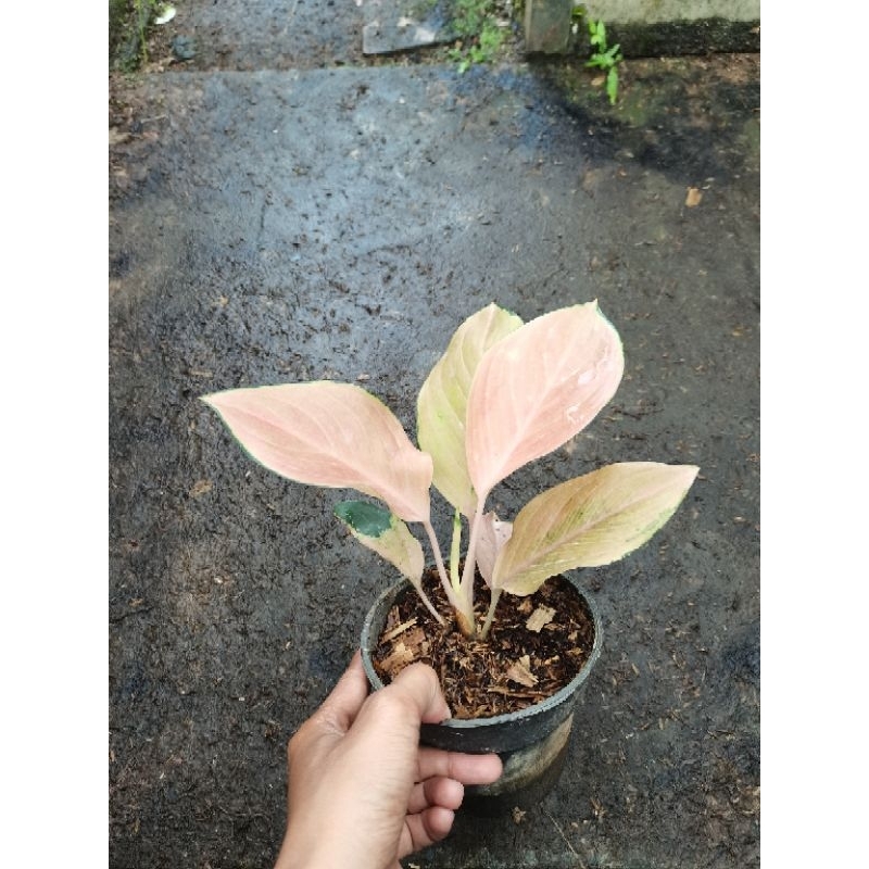 aglaonema golden love