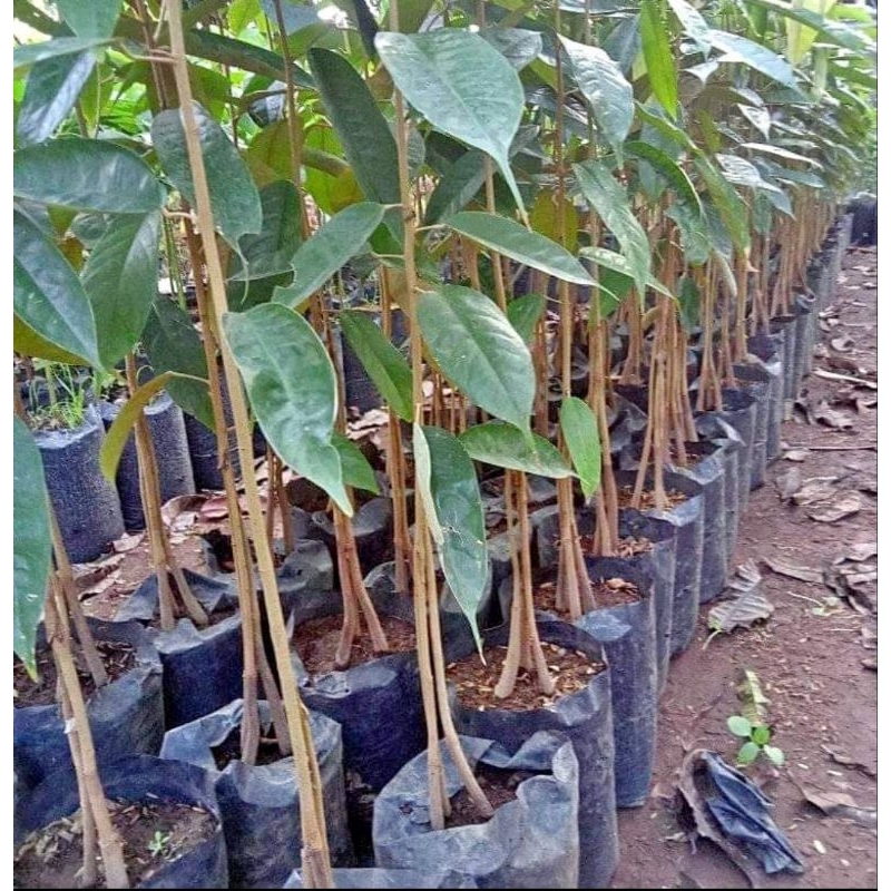 Bibit Durian Musangking Kaki 3 okulasi