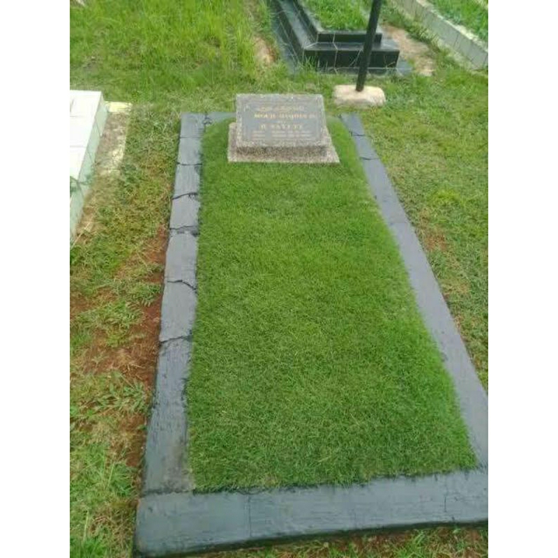 rumput jepang/peking utuk ukuran makam umum