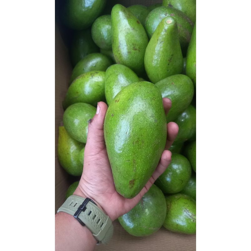 

Buah alpukat mentega jumbo 1kg