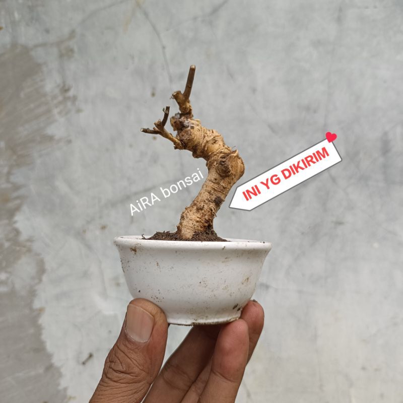 bahan bonsai serut mame meliuk