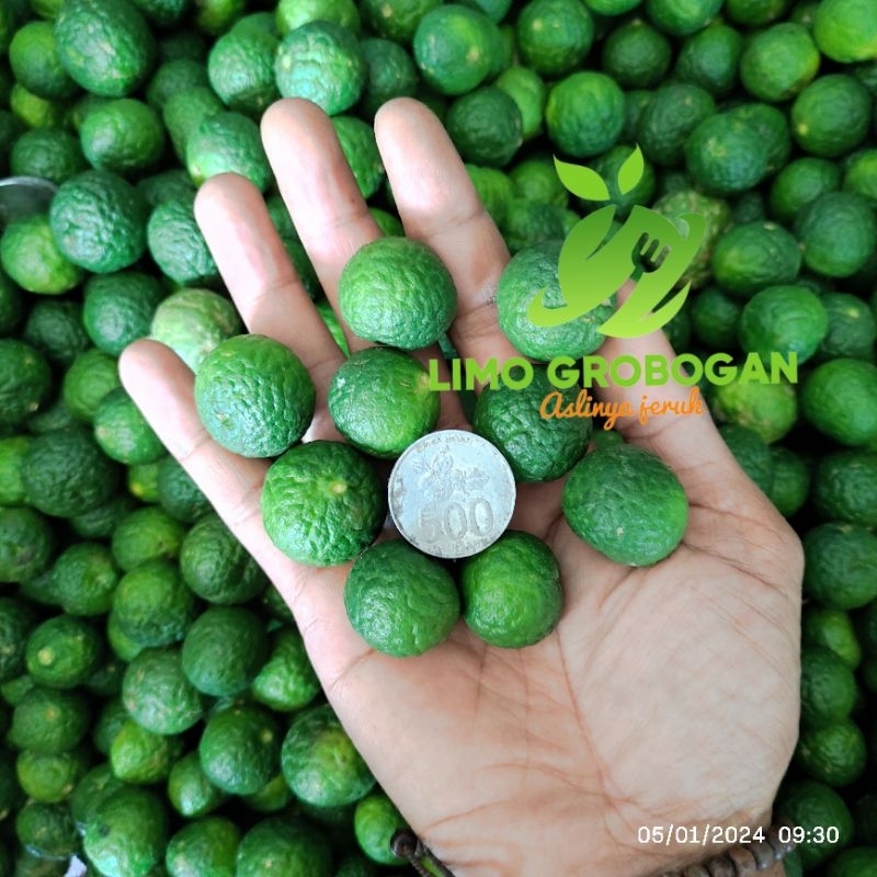 

Jeruk limau 1 kg fresh ukuran sedang