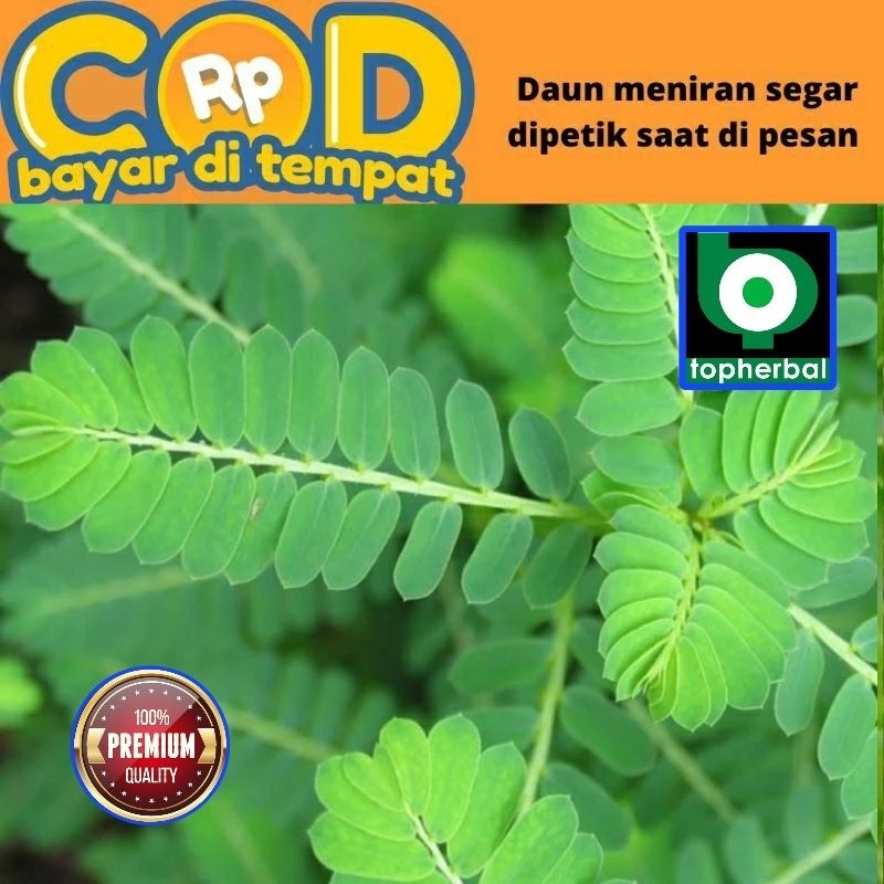 

Meniran Segar/Fresh Organik 500 Gram