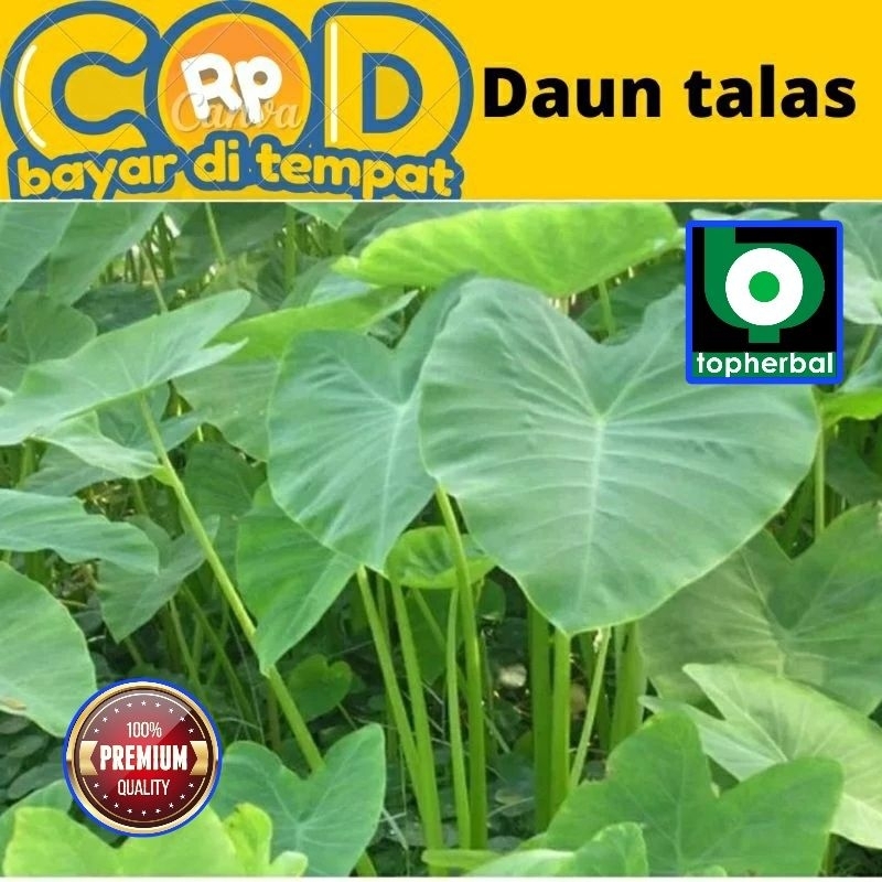 

Daun Talas Segar/Fresh Organik 1000 Gram