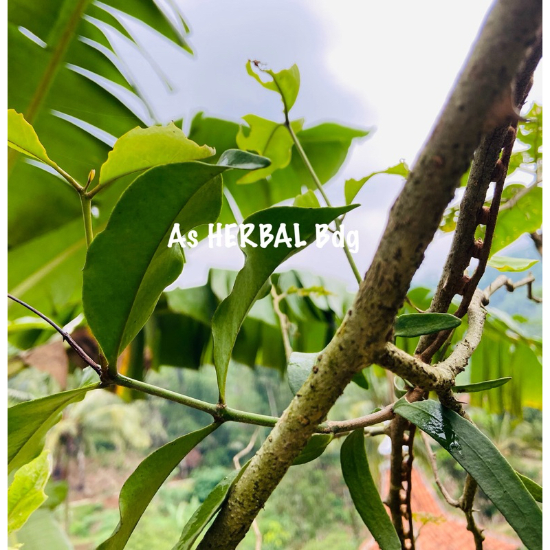 

Benalu cepokak / benalu takokak segar 1 kg-az