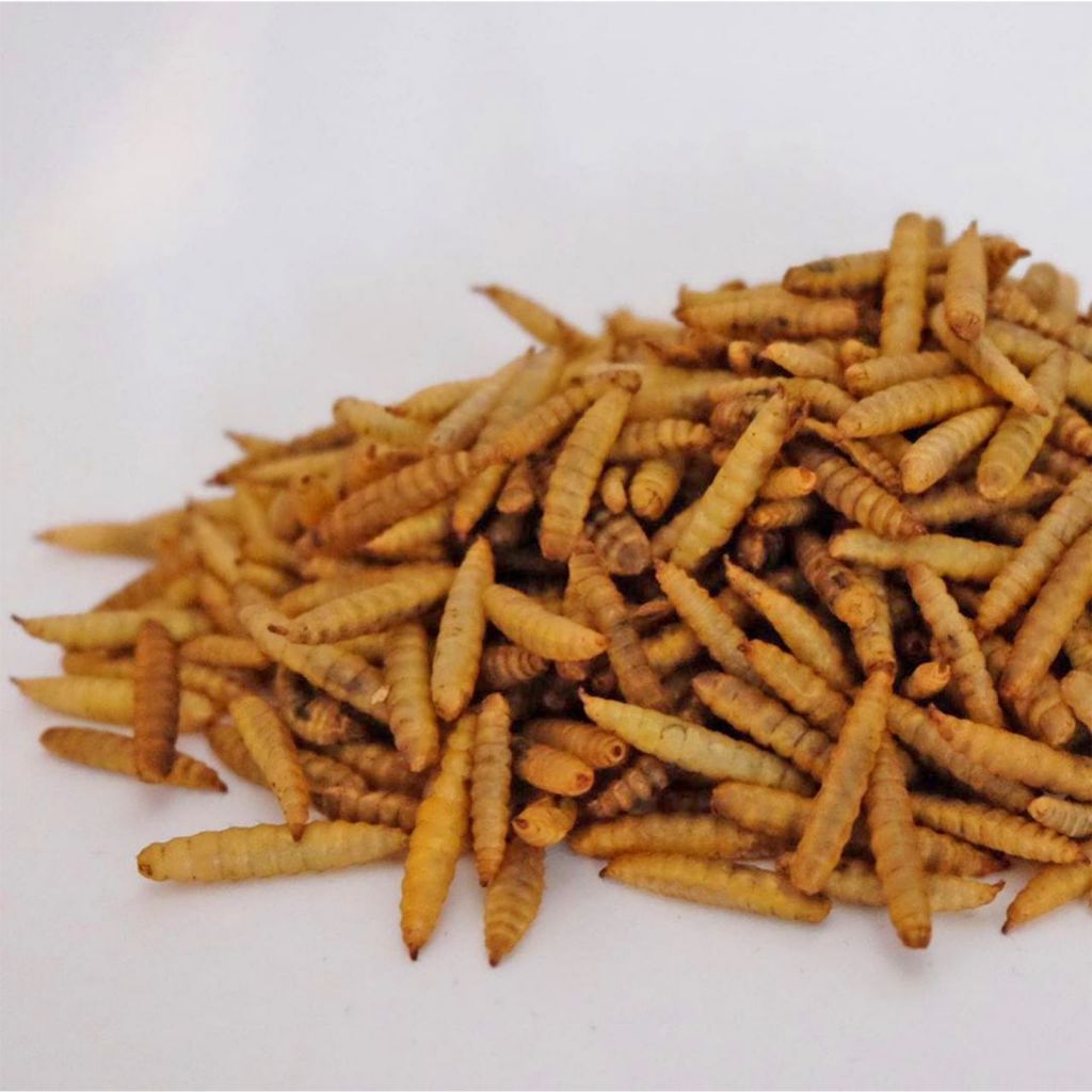 Maggot kering maggot kering dry maggot makanan ikan koi arwana lele nila