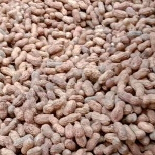 

kacang kulit sangrai 1 kg original gunungkidul