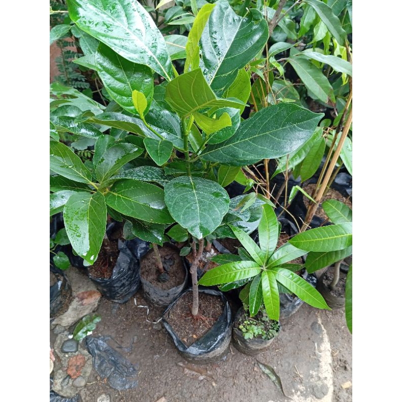 bibit nangka madu okulasi