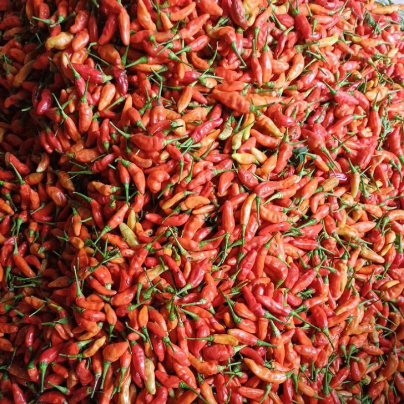 

Cabe Rawit Merah 250 500 1000 gram 0,25 0,5 1 kg segar fresh murah merah instan