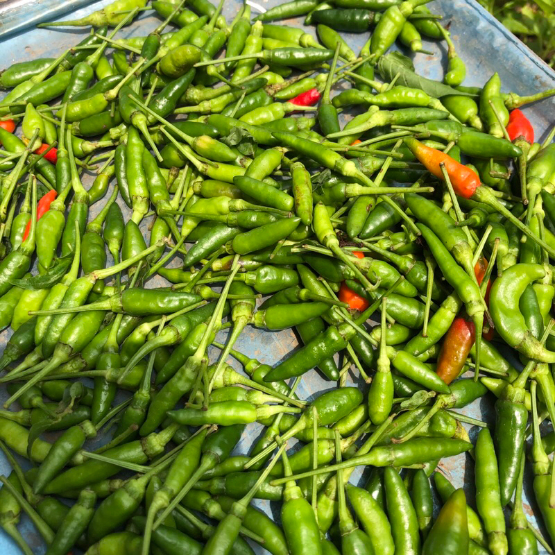 

cabe rawit segar asli pegunungan cabe rawit hijau pedas cabe rawit