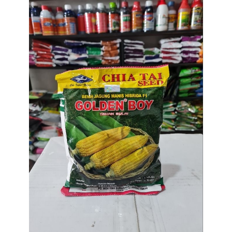 Benih Jagung Golden Boy 250gr