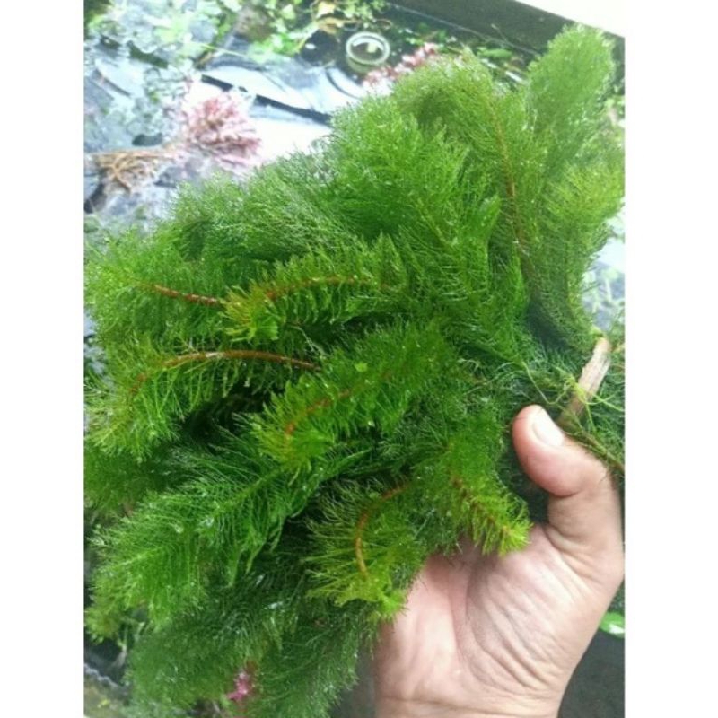 ganggang air ekor tupai