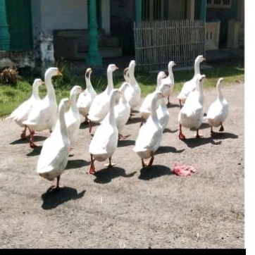 

Telur Angsa Soang Fress 100%/ Telur Angsa Hasil Budidaya Sendiri