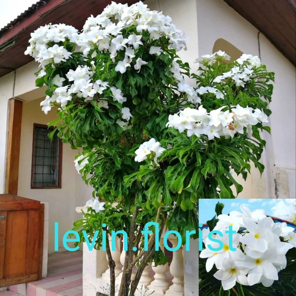 [80cm] Plumeria pudica / kamboja pengantin putih/ pagoda putih /bibit tanaman hias bunga