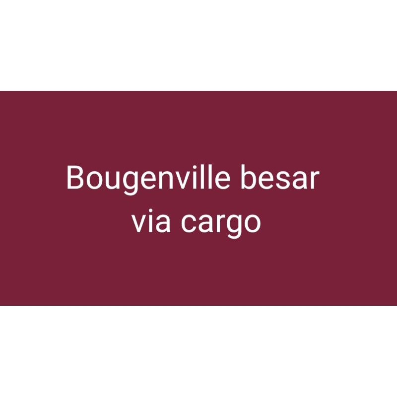 Bougenville besar co live via cargo