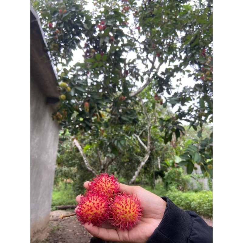 

RAMBUTAN ACE MANIS TANPA BATANG LANGSUNG PETIK