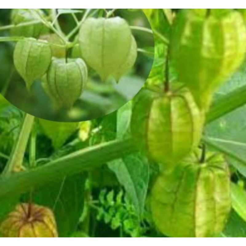 ciplukan pohon ciplukan