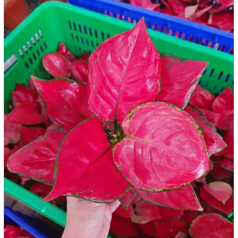 Aglonema Red Anjamani remaja (3-4-5 Daun) Tanaman Hias Bunga Aglaonema Murah Merah BUKAN bonggol - tanaman hias hidup - aglonema merah - aglonema murah