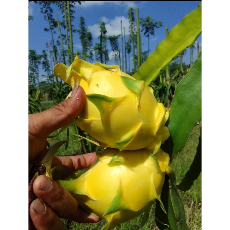 bibit buah naga golden