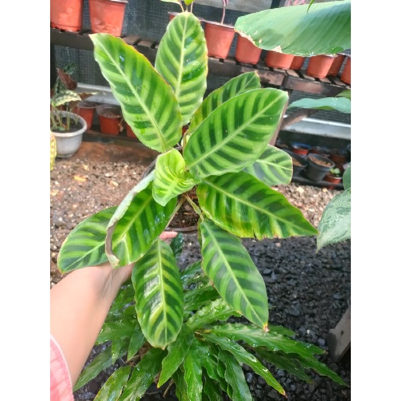 calathea zebrina import