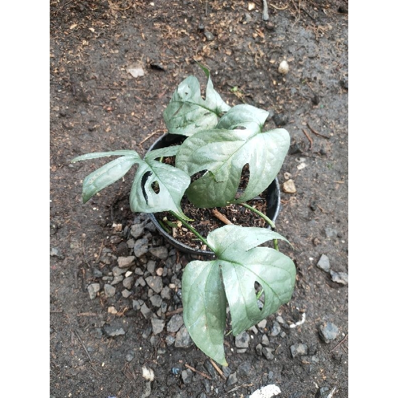 amydrium silver SP Borneo/monstera kalimantan