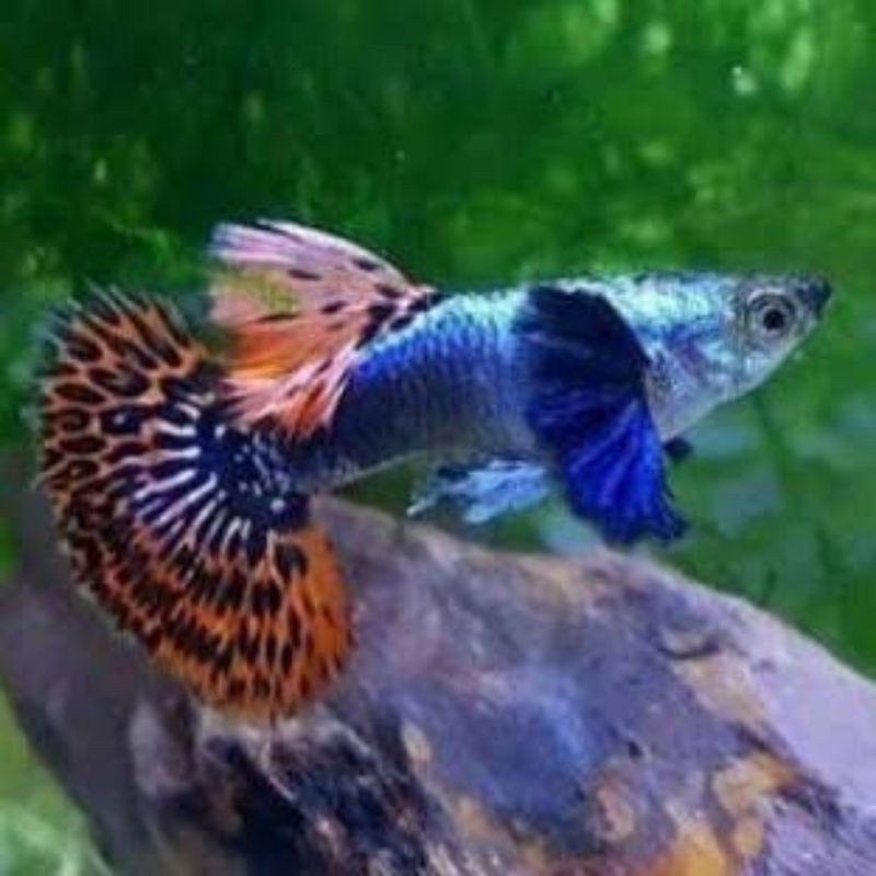 hiasan aquarium prmbe