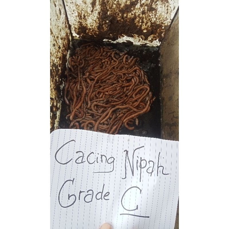 Umpan Cacing Nipah GreadC