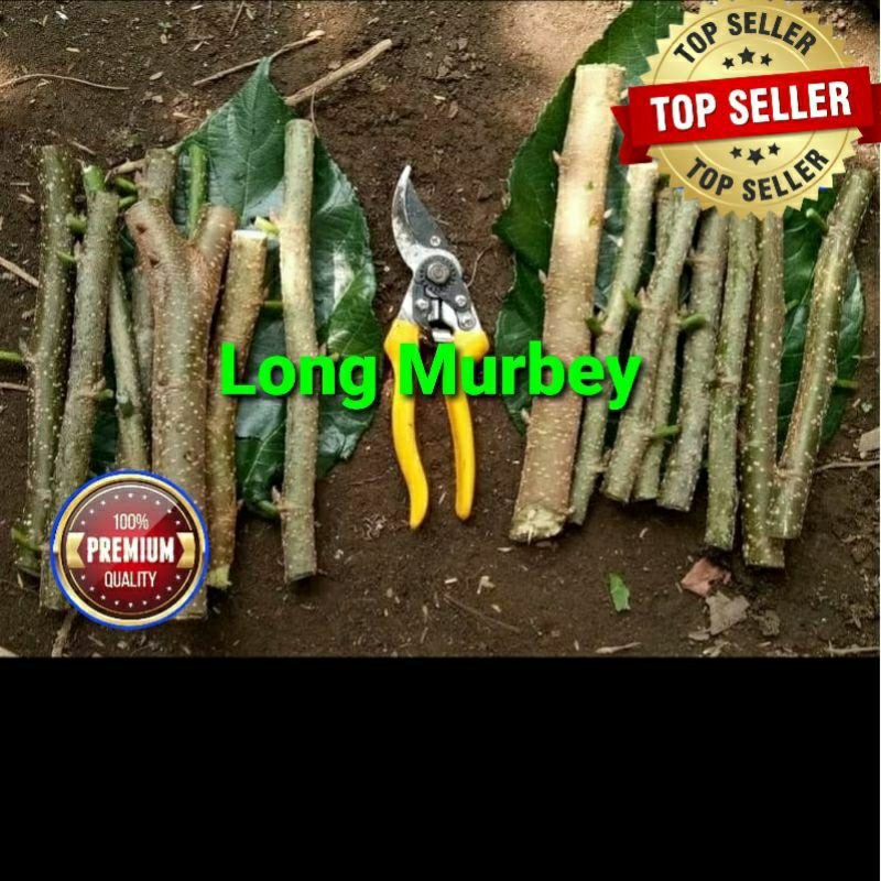 Cutting Stek Long Murbei Import Rasa Sangat Manis