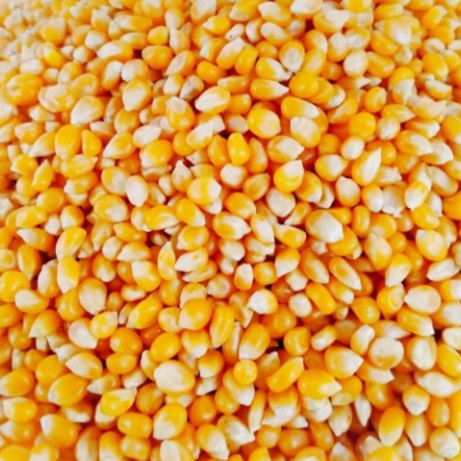 

MPCB3464 DiSkon Biji Jagung Popcorn Premium 1kg P C Corn Kernel