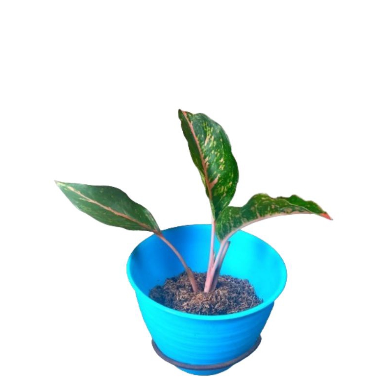 Aglonema Gatot Kaca - 𝖳𝖺𝗇𝖺𝗆𝖺𝗇 𝖧𝗂𝖺𝗌