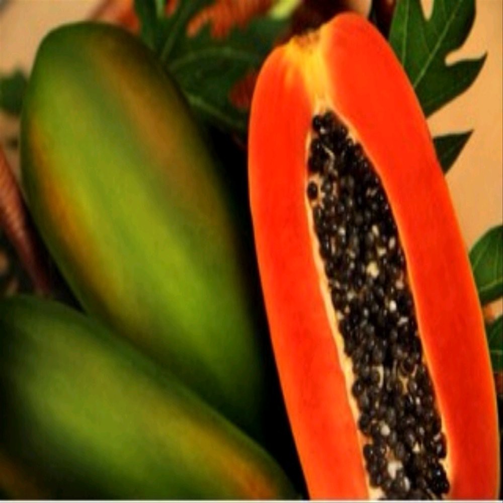 10 Biji Benih Bibit Buah Pepaya Jingga