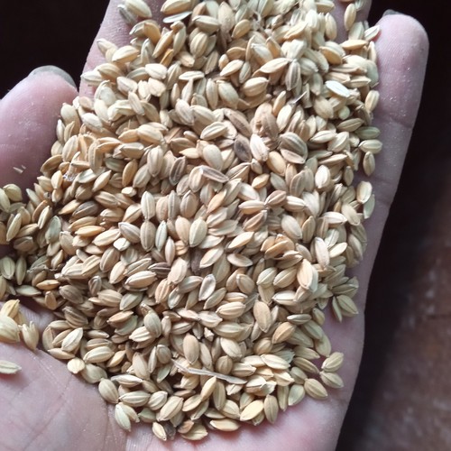 Pakan Burung Gabah Bangkok 1 Kg Kualitas Terjamin