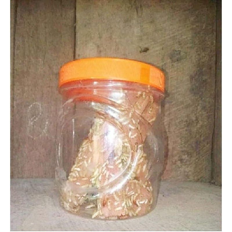 rengas/poa umpan mancing