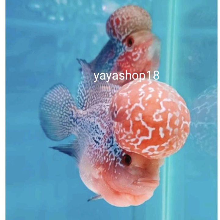 COD LOUHAN SRD  SRM ORI THAILAND KUALITAS BAGUS HIASAN AQUARIUM