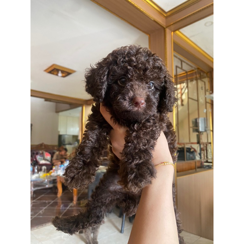 anjing choco toy poodle