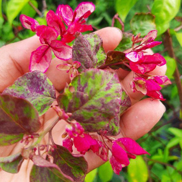 BIBIT BUNGA BUGENVIL BLACK MARIA / BUNGA KERTAS BOUGENVILLE BLACK MARIA ORIAN