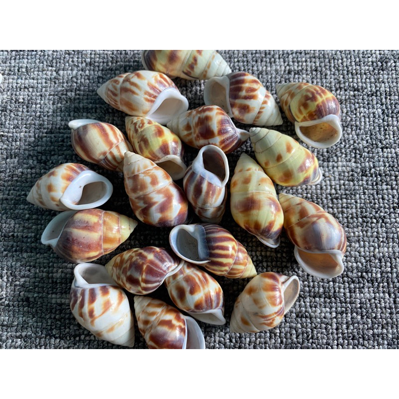 CANGKANG KERANG KEONG DARAT BUTOTI