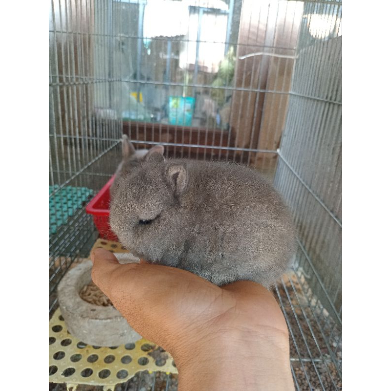 NetherlandDwarf