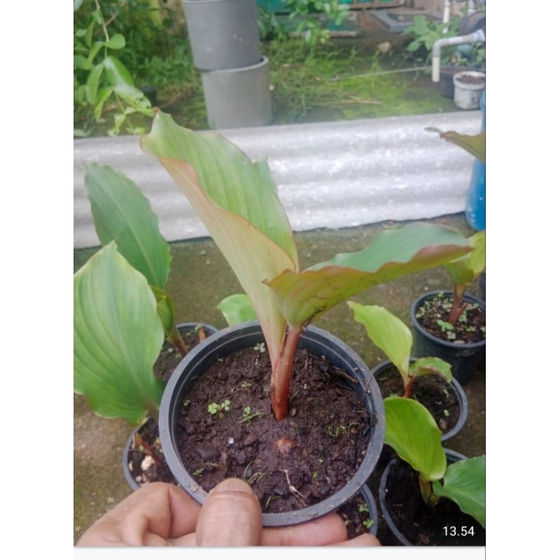 Bibit kunyit hitam asli