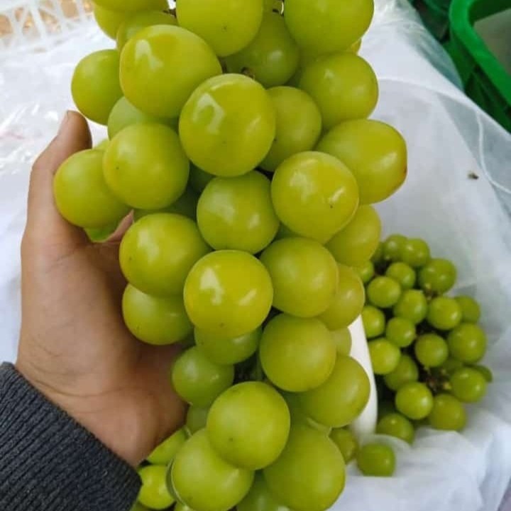 

ANGGUR SHINE MUSCAT IMPOR 1KG