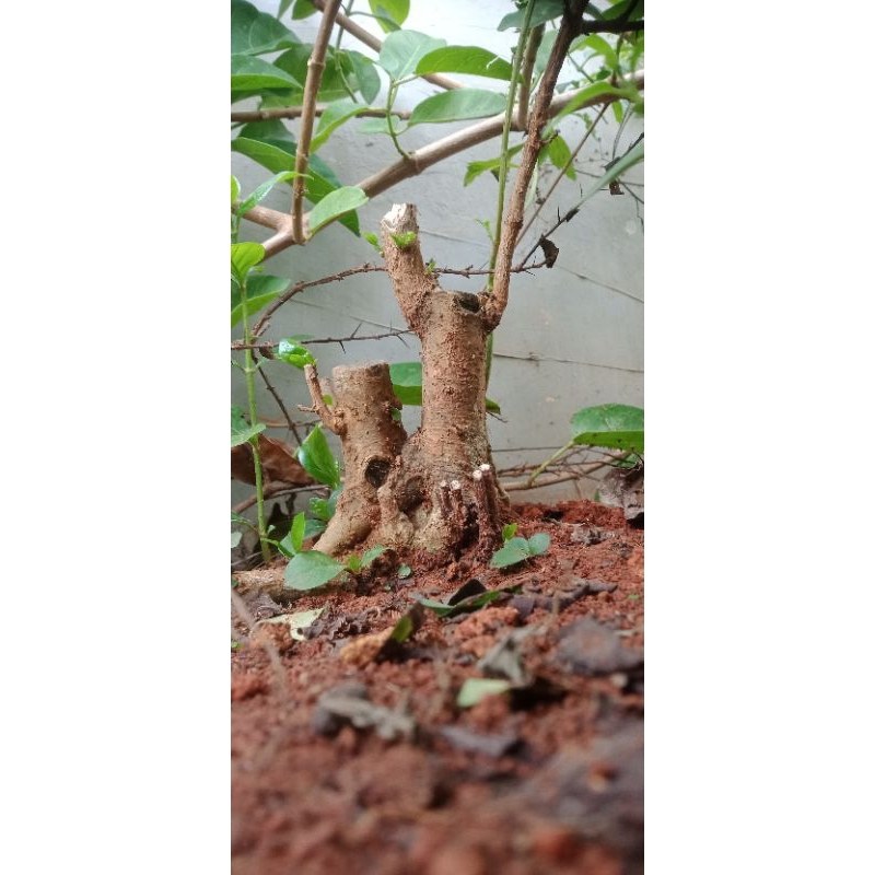 BONSAI GULGUM/DELIMA BATU