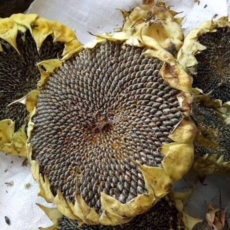 500 GRAM BIJI BENIH BUNGA MATAHARI JUMBO