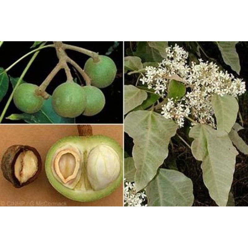 

kemiri bumbu dapur 500 gr