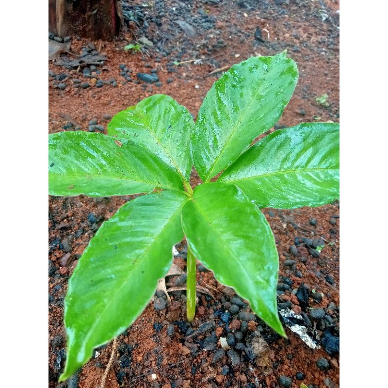 Bibit benih porang/pohon siap tanam